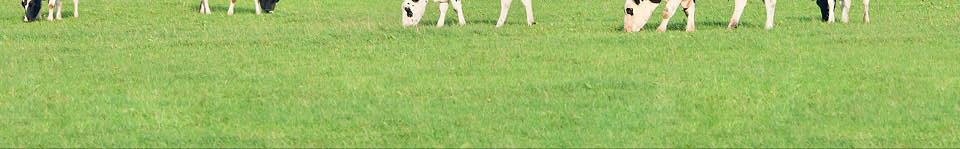 Holstein-Friesian cattle in a green Dutch meadow, corn field, blue sky and clouds.