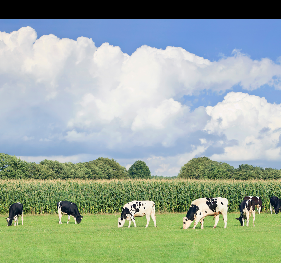 Holstein-Friesian cattle in a green Dutch meadow, corn field, blue sky and clouds.