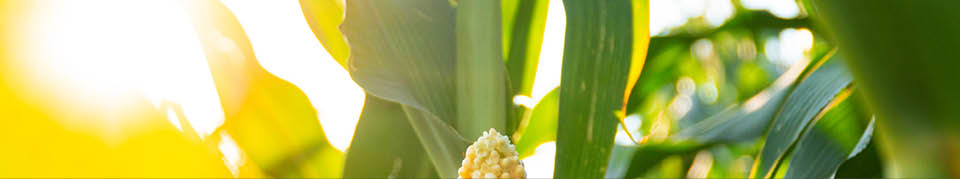 A beautiful yellow ear of corn. Corn cob in corn plantation field. Fresh corn cob.