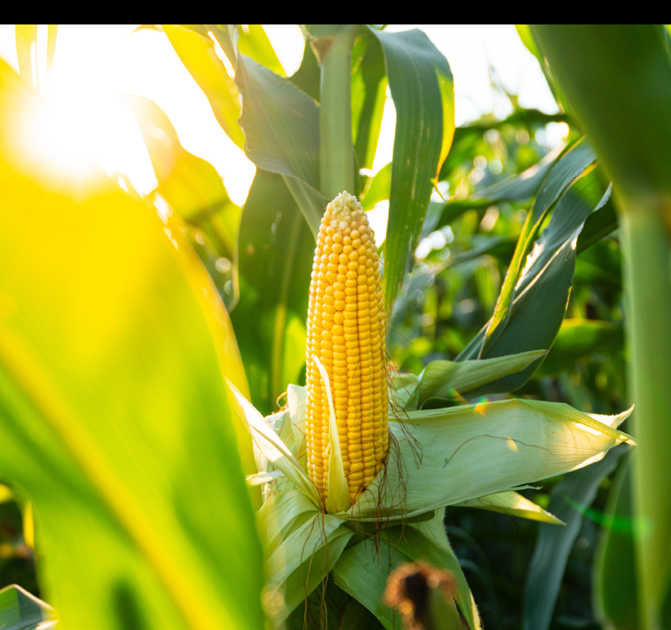 A beautiful yellow ear of corn. Corn cob in corn plantation field. Fresh corn cob.