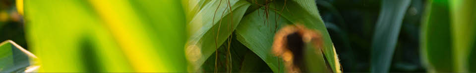 A beautiful yellow ear of corn. Corn cob in corn plantation field. Fresh corn cob.