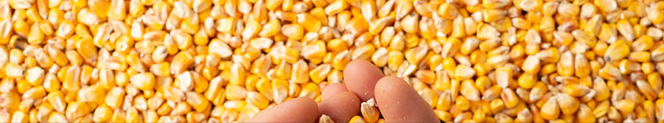 Human caucasian hands with maize corns over corn background