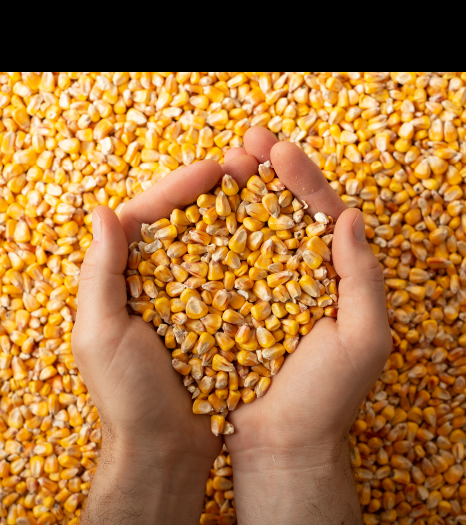 Human caucasian hands with maize corns over corn background